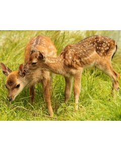 Canvastaulu 60x80, Peura