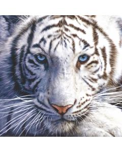 Canvastaulu 80x80, tiikeri