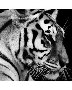 Canvastaulu 80x80, tiikeri