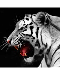 Canvastaulu 80x80, tiikeri