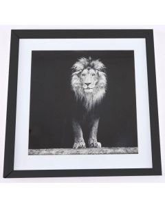 Aslan taulu, 50x50 cm