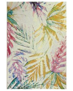 Isla Brazil matto, eri kokoja