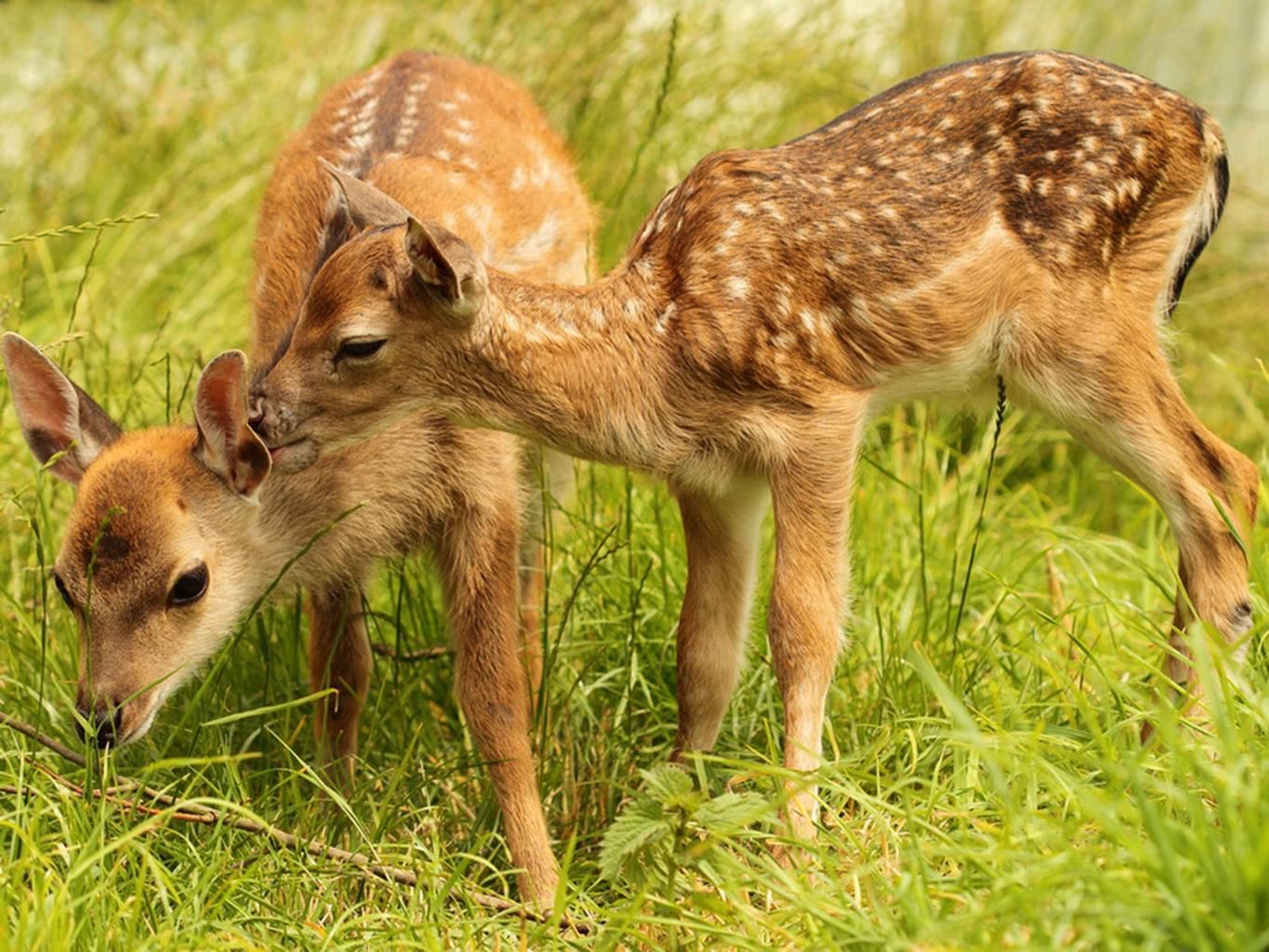 Canvastaulu 60x80, Peura