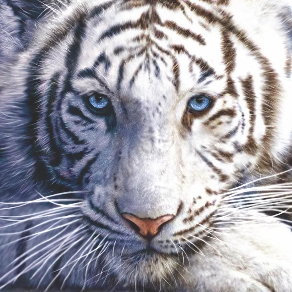 Canvastaulu 80x80, tiikeri