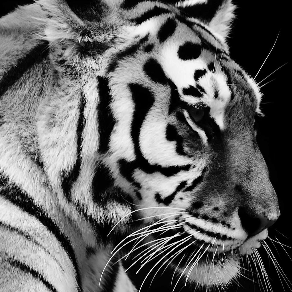 Canvastaulu 80x80, tiikeri