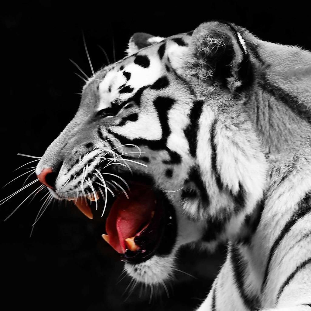 Canvastaulu 80x80, tiikeri