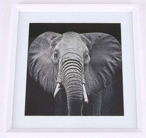 Ellie taulu, 50x50 cm