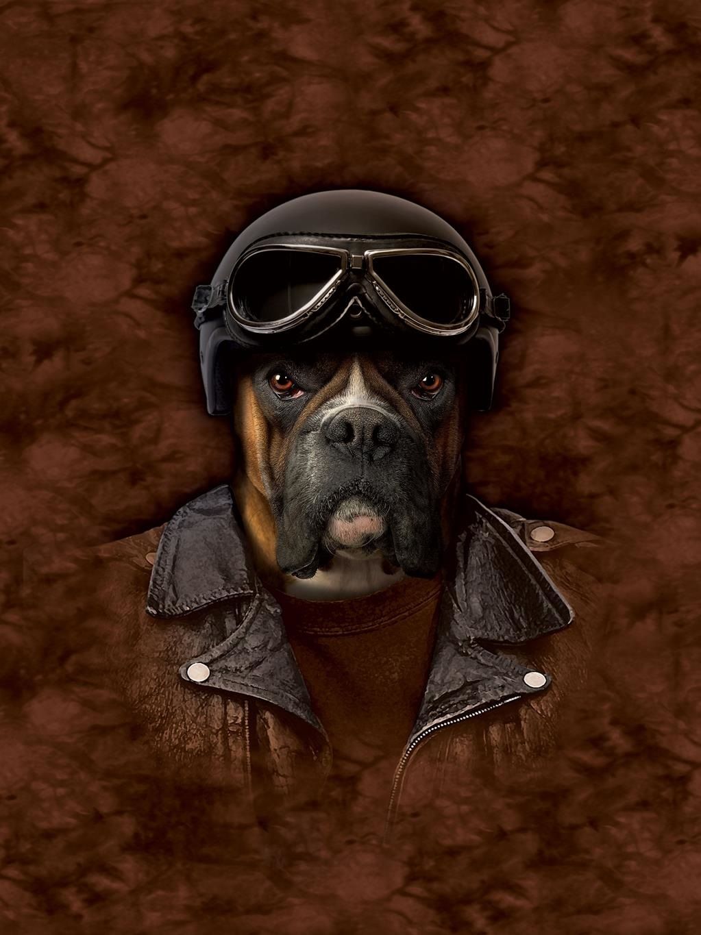 Canvastaulu 40 x 30 x 3 cm Manimals 6