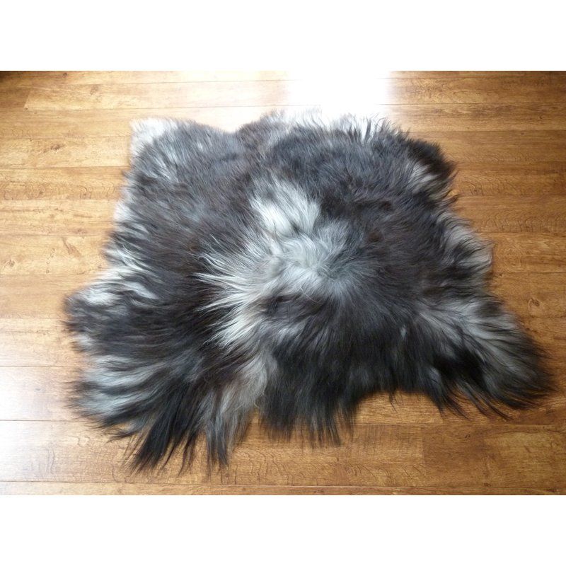 Silver lampaantalja, Icelandic