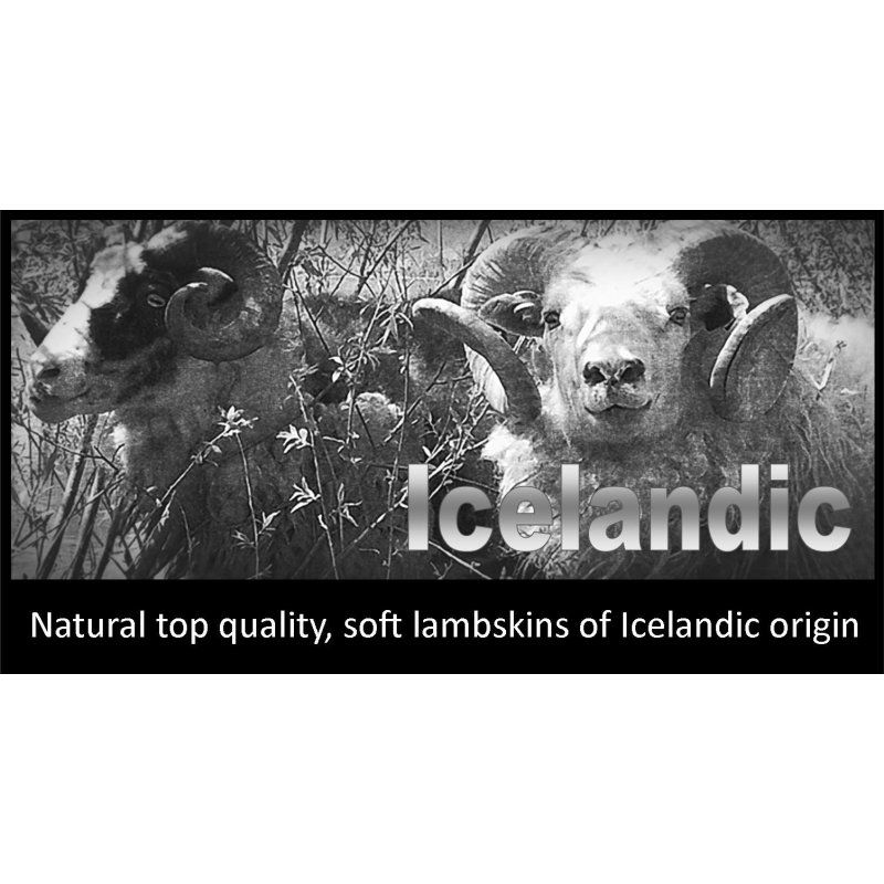 Valkoinen lampaantalja, Icelandic, lyhyt karva