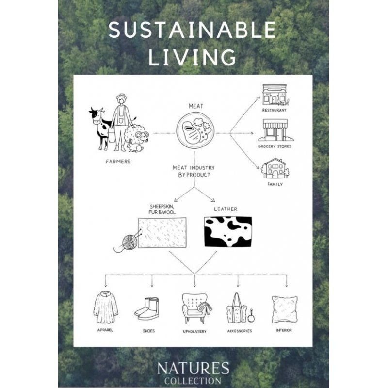 Valkoinen lampaantalja, Icelandic, lyhyt karva