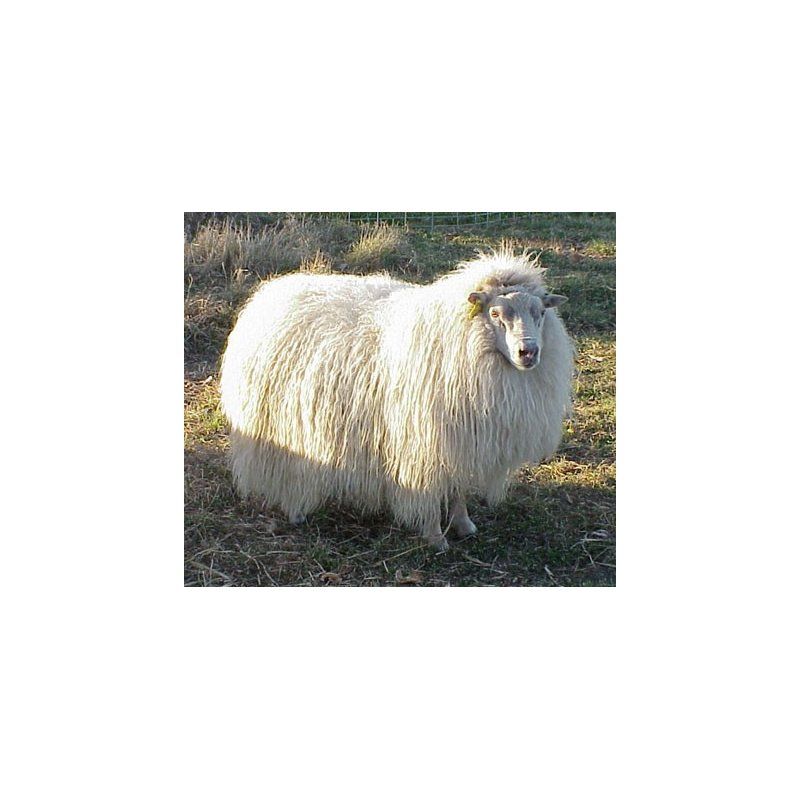 Valkoinen lampaantalja, Icelandic